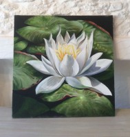 Lotus Blanc Eau Noire